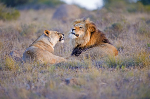 Lion Argument